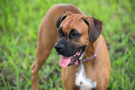 do boxers make good pets.